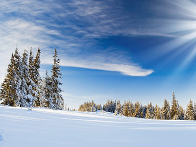 Tracey Energy Services LLC