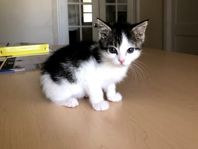 Travis Heating and Cooling Inc.