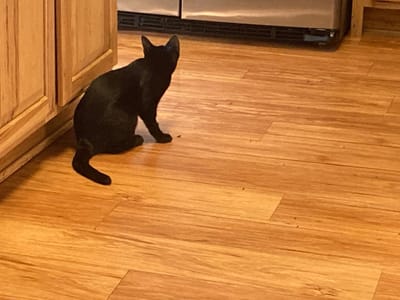 Wolfgangs Cooling, Heating & Plumbing